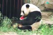 娱乐圈吃瓜熊猫胖胖,熊猫胖胖的吃瓜日常